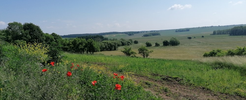 Zawiadomienie o przedłużeniu konsultacji społecznych w sprawie ustanowienia planu ochrony Barlineckiego Parku Krajobrazowego 