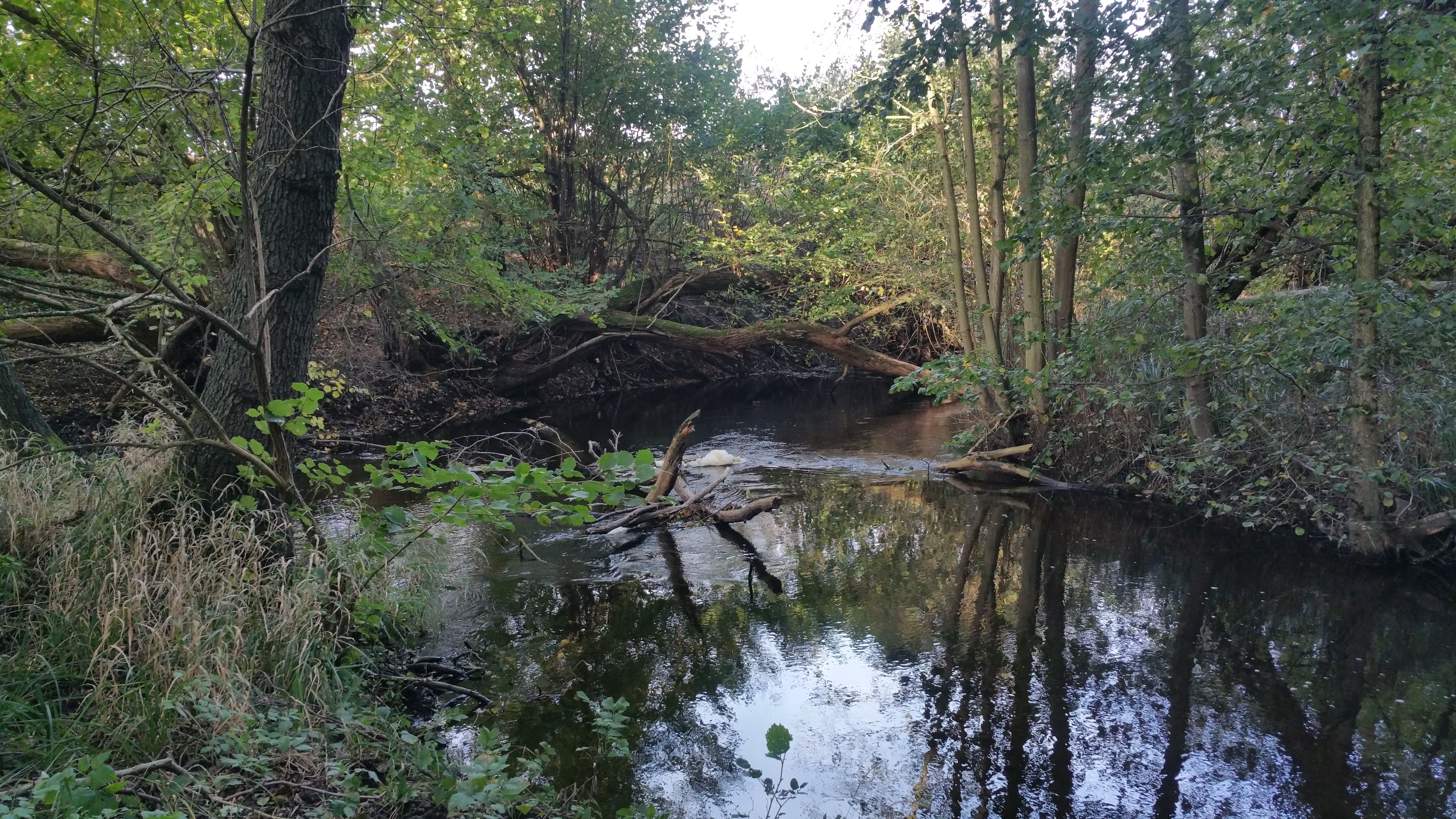 Obwieszczenie  Regionalnego Dyrektora Ochrony Środowiska w Szczecinie z dnia 17 lipca 2023 r   - plan zadań ochronnych dla obszaru Natura 2000 Dolina Tywy PLH320050